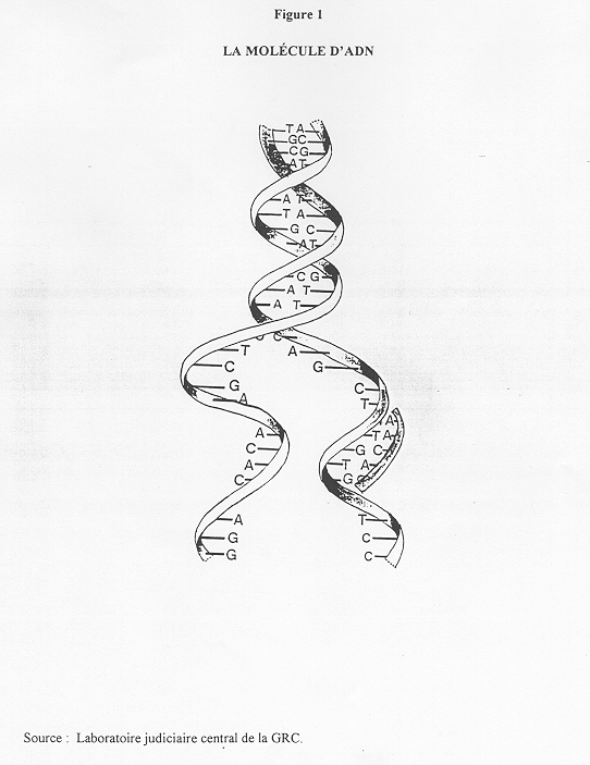 Fiabilité du test ADN de paternité par l'analyse des STR